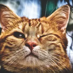 Gros plan sur un chat roux qui cligne d'un œil. Son œil gauche est ouvert, l'autre fermé, un symptôme œil crevé chat possible.