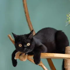 Un chat noir se repose sur un arbre à chat fait maison avec une branche. Il tient une peluche dans ses pattes.