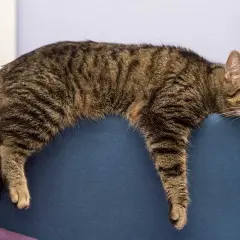 Un chat tigré se prélasse sur le dossier d'un canapé bleu, l'air un peu las. Il semble que mon chat s'ennuie.