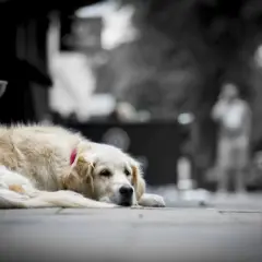 Un chien qui pleure la mort, un golden retriever allongé sur le trottoir, le regard triste.