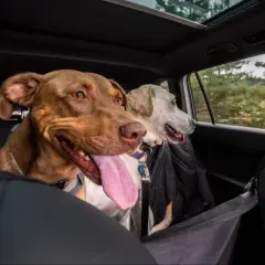 Deux chiens, dont un brun avec la langue pendante, semblent un peu anxieux, un chien stressé en voiture, regardant par la fenêtre.