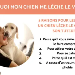 Un chien lèche le visage de sa maîtresse. L'image explique pourquoi mon chien me lèche, listant 5 raisons : amour, attention, calme, stress, trauma.