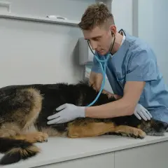 Vétérinaire examinant une chienne avec un stéthoscope, peut-être pour une grossesse nerveuse.