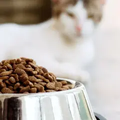 Un chat blanc et roux attend patiemment près d'une gamelle remplie de croquettes, le choix idéal pour le nourrir.