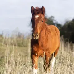 Un jeune cheval brun, un peu maigre, se tient dans un champ de luzerne sèche.