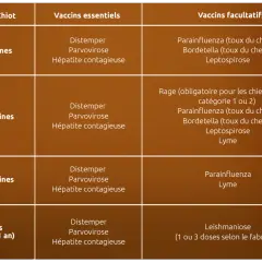 Tableau des vaccins pour chiots : essentiels et facultatifs, incluant la rage obligatoire pour certains chiens. Le vaccin chien obligatoire tous les ans est crucial.
