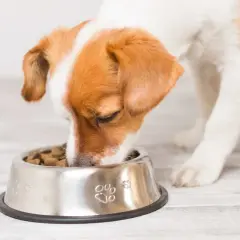 Un adorable chien qui mange avec appétit dans sa gamelle en inox décorée de empreintes de pattes.
