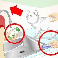 Préparation pour comment laver un chat : une main tient du shampoing, l'autre tient une brosse, un chat blanc attend près de l'évier.