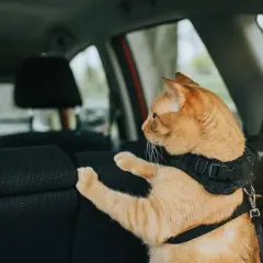 Un chat roux, attaché par un harnais, regarde par la fenêtre de la voiture. Que faire si votre chat miaule en voiture ?
