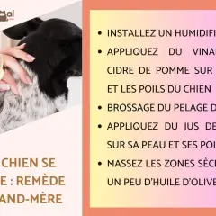 Un chien se gratte, un problème de peau ? Remède naturel : vinaigre de cidre, citron, brossage et huile d'olive.