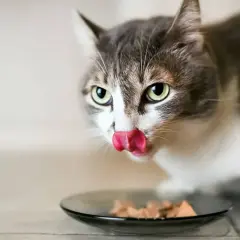 Un chat tigré et blanc lèche sa nourriture dans une assiette. Il savoure son aliment sans iode, un repas spécialement préparé pour lui.