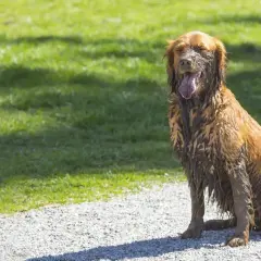 Un chien tout sale, couvert de boue, s'assoit sur un chemin de gravier. Il a l'air épuisé, mais pas comme s'il venait de faire ses besoins dans la maison.