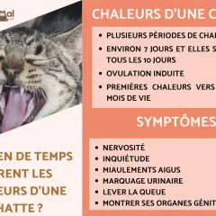 Chatte en chaleur : signes, durée et symptômes. Apprenez comment savoir si votre chatte est en chaleur grâce à cette infographie.