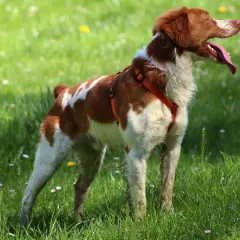 Épagneul breton en plein air, la langue pendante. Il est encore jeune, mais à quel âge un épagneul breton se calme-t-il vraiment ?