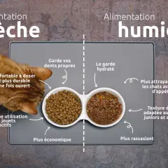 Un chat roux mange des croquettes. L'image compare alimentation sèche et humide, utile pour savoir combien de gramme de croquette pour un chat stérilisé.