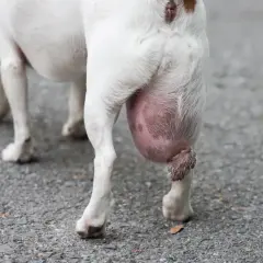 Gros plan sur la patte arrière d'un chien blanc avec une grosse boule rose sous le coussinet.