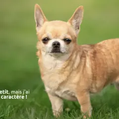 Ce petit chien adulte, un Chihuahua, se tient fièrement sur l'herbe. Il est petit, mais son regard intense suggère un sacré caractère !