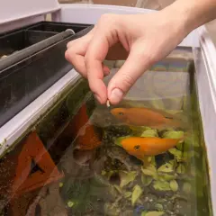 Une main dépose des granulés pour nourrir ses poissons tous les 2 jours. Deux poissons orange nagent dans l'aquarium.