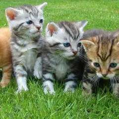 Cinq adorables chatons, aux pelages variés, gambadent dans l'herbe. Ils nous font penser à la question : jusqu'à quel âge un chat peut avoir des petits ?
