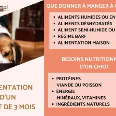 Un chiot de 3 mois mange dans sa gamelle. L'image présente des conseils sur l'alimentation d'un chiot, incluant les types d'aliments et les besoins nutritionnels.