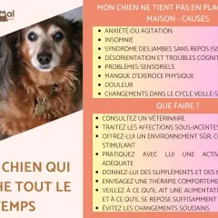 Un vieux chien au regard fatigué, sujet à une perte d'équilibre, peut manifester de l'anxiété ou de l'agitation.