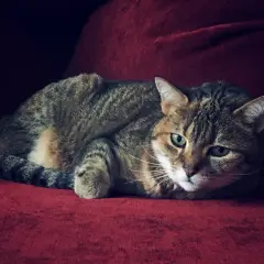 Un chat tigré aux yeux verts est couché sur un canapé rouge.