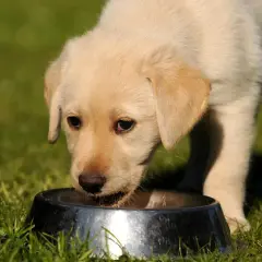 Un chiot labrador boit dans une gamelle. La question "le lait est il bon pour les chiens" est souvent posée.