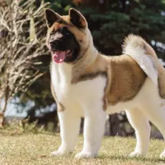 Un Akita Américain, fier et majestueux, montre son **akita américain caractère** dans un parc ensoleillé.