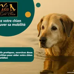 Un chien âgé dans l'eau, suggérant des solutions pour soulager l'arthrose du chien par massage et conseils.