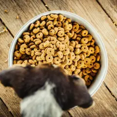 Un chien regarde un bol rempli de croquettes. La question est : peut-on donner des croquettes pour chat à un chien ?