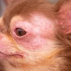 Visage de chien chihuahua avec rougeurs et irritations cutanées autour des yeux et du museau. Peut-on devenir allergique au chien du jour au lendemain ?
