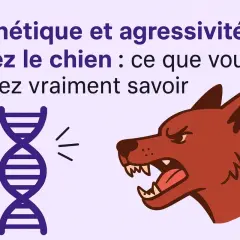 Génétique et agressivité chez le chien : une illustration montre une molécule d'ADN et un chien agressif, suggérant un lien entre les deux.