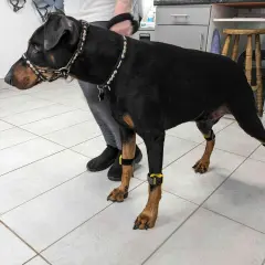 Doberman avec des orthèses aux pattes, peut-être pour aider à gérer le syndrome de wobbler.