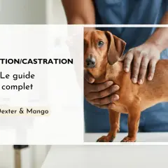 Un guide complet sur la stérilisation et la castration chimique du chien. Un vétérinaire examine un chien teckel.