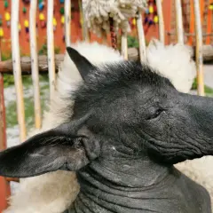 Ce chien moche, au poil rare et à la peau ridée, est assis sur une couverture en laine.