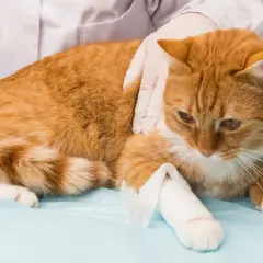 Un chat roux, blessé à la patte arrière, est examiné par un vétérinaire.