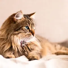 Magnifique chat roux aux yeux bleus, allongé sur un plaid. Pensez à la stérilisation pour son bien-être, le prix stérilisation chat est un investissement.