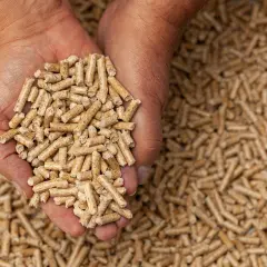 Main d'une personne tenant des granulés de bois, parfaits pour une astuce litière cochon d'inde. Absorbant et écologique.