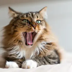 Un chaton de 5 mois bâille, révélant une bouche rose. On dirait qu'il a une mauvaise haleine !