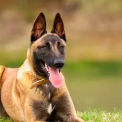Un chien berger montagne, un Malinois au poil fauve, est couché sur l'herbe, la langue pendante, prêt pour l'aventure.