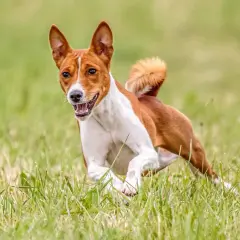 Un joyeux terrier du Congo court dans l'herbe verte, la langue sortie, les oreilles dressées.