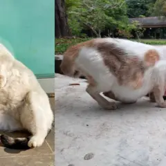 Un chat blanc et roux, visiblement un chat enceinte début, boit de l'eau. Un autre chat blanc est assis au soleil.