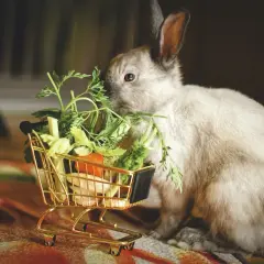 Un lapin nain savoure des légumes frais sortis d'un mini chariot. Une scène adorable illustrant l'alimentation du lapin nain.