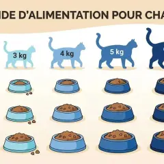 Guide d'alimentation pour chats : le nombre de repas par jour dépend du poids et de l'activité. Un chat de 3 kg peu actif mange moins qu'un chat de 6 kg très actif.