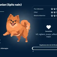 Un adorable spitz nain orange, vif et joueur, avec des informations sur son caractère, sa taille et son origine allemande.