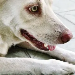 Mon chien fait des bruits avec sa gorge, un léger grognement. Son œil vert vif et sa truffe rose sont visibles.