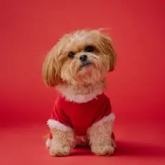 Adorable petit chien qui ne perd pas ses poils, vêtu d'un costume rouge festif, pose sur fond rouge.
