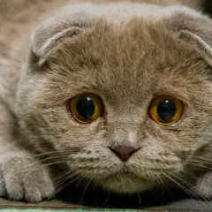 Gros plan sur un chat aux grands yeux, l'air anxieux. Son regard intense trahit un certain stress du chat, peut-être face à un bruit inattendu.
