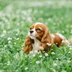 Un Cavalier King Charles, au pelage roux et blanc, se repose dans l'herbe fleurie. Un chien plein de vie, dont l'avis vétérinaire est toujours précieux.
