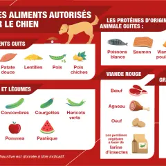 Guide des aliments autorisés pour chien : féculents, fruits, légumes, viandes, poissons, etc. Idéal pour une recette maison pour chien diabétique.